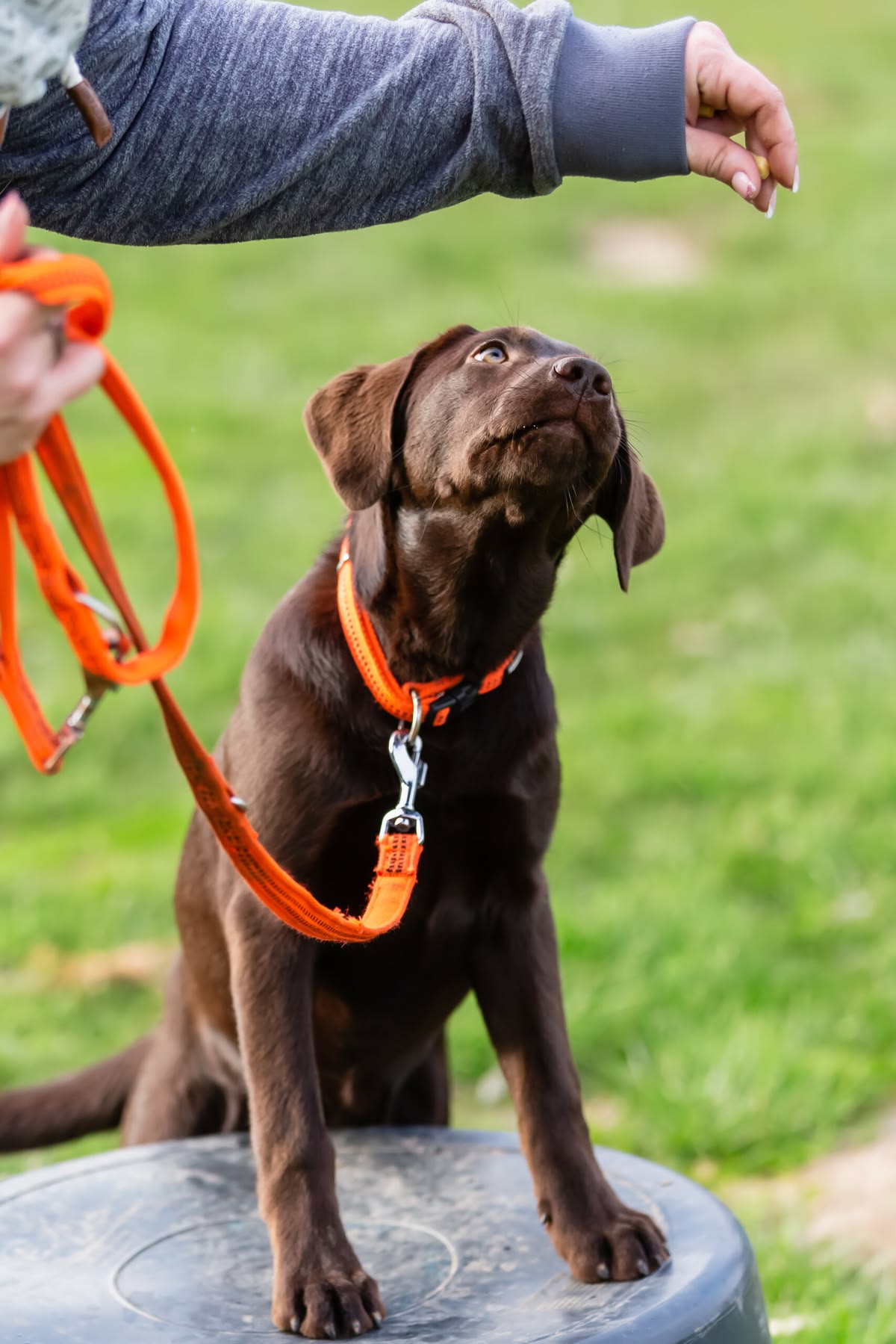Comprehensive pet care services
